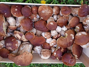 porcini mushrooms