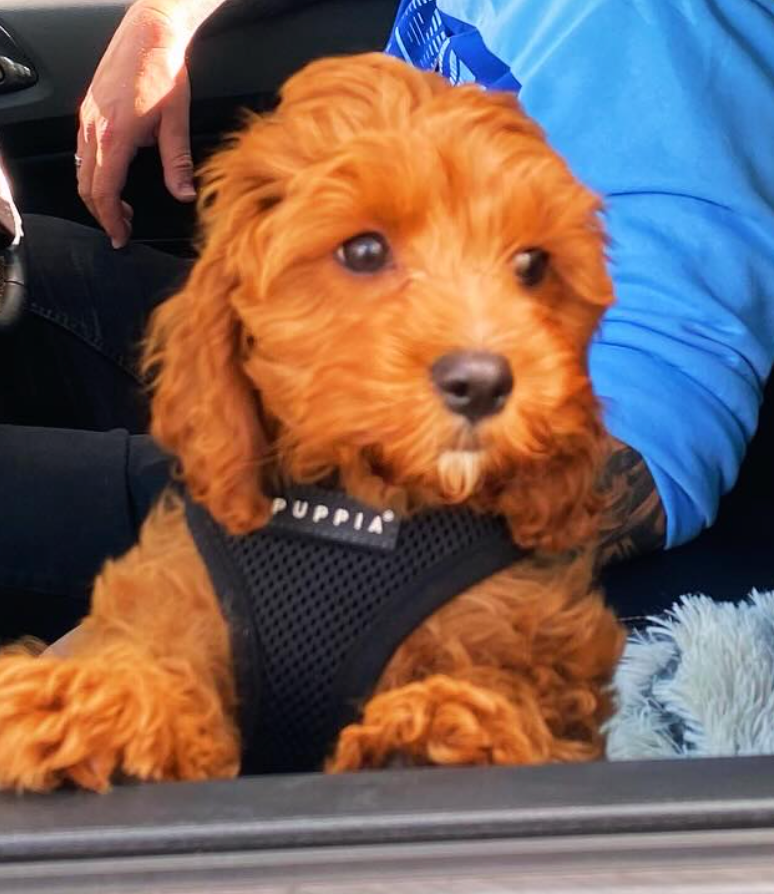 Screenshot 2026-04-01 at 12.29.34 PM