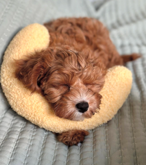 Screenshot 2026-04-01 at 5.42.33 PM