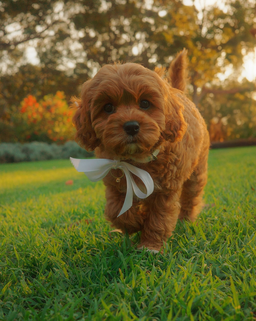 462704359_556439233587645_2598596030912144785_n(1)