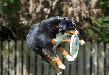 Miniature American Shepherd