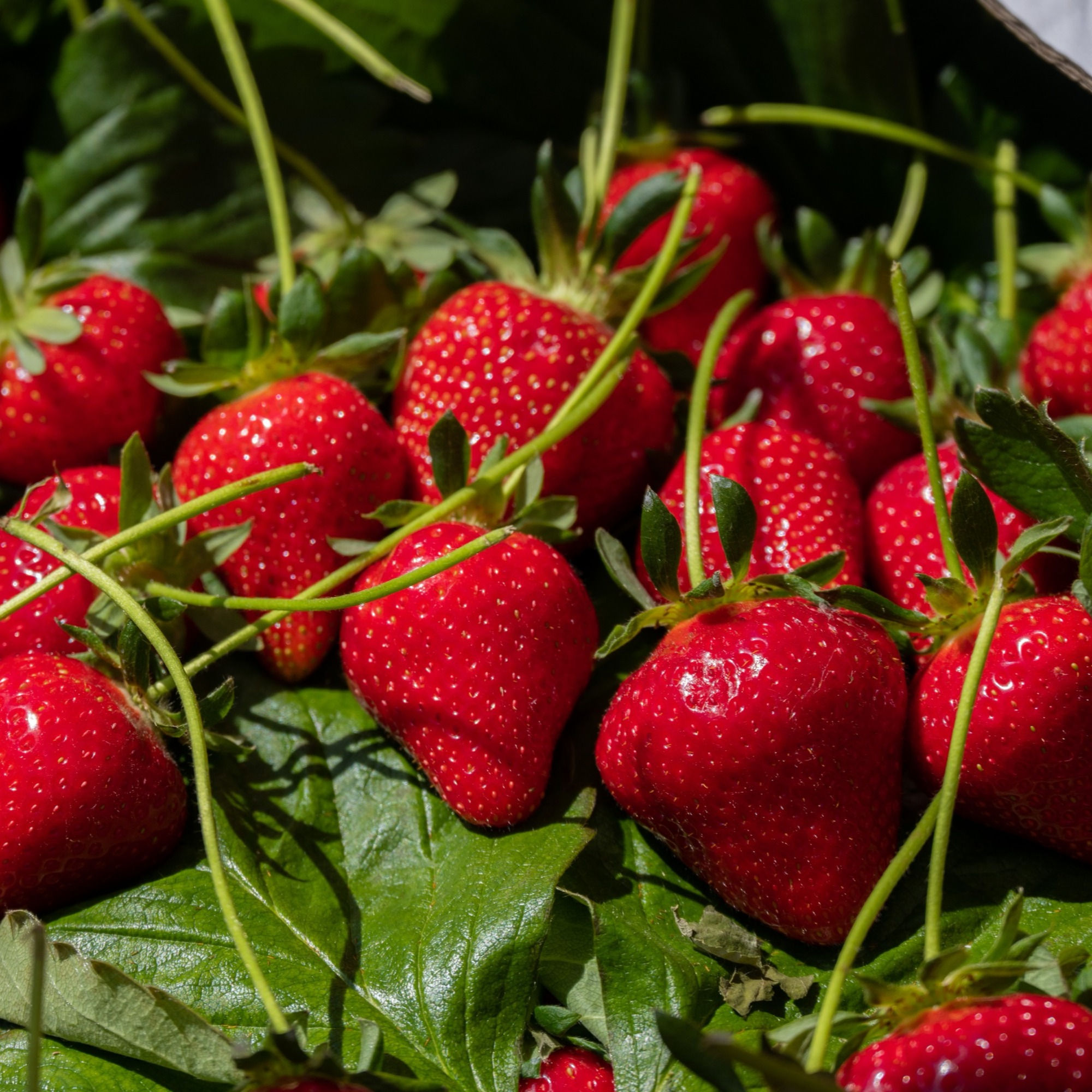 Erdbeere "Mara des Bois" Setzling