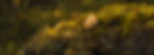 0-9 FOOTER selective-focus-shot-small-yellow-autumn-leaf-fallen-mossy-stone GLOBAL PAGE FO