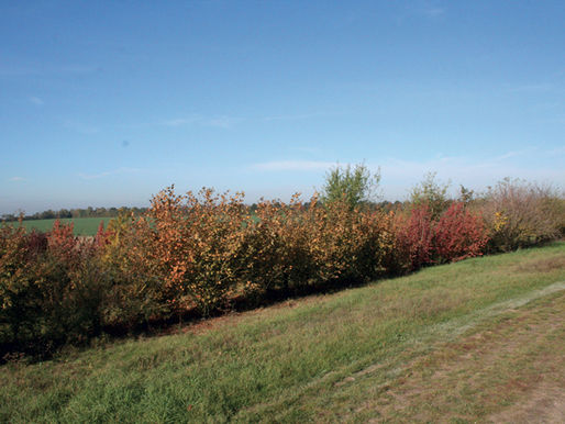 Les bienfaits des haies