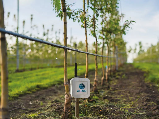 Sonde tensiométrique Weenat