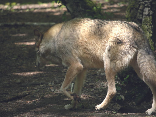 Les éleveurs ardennais vont-ils devoir faire face au loup ?