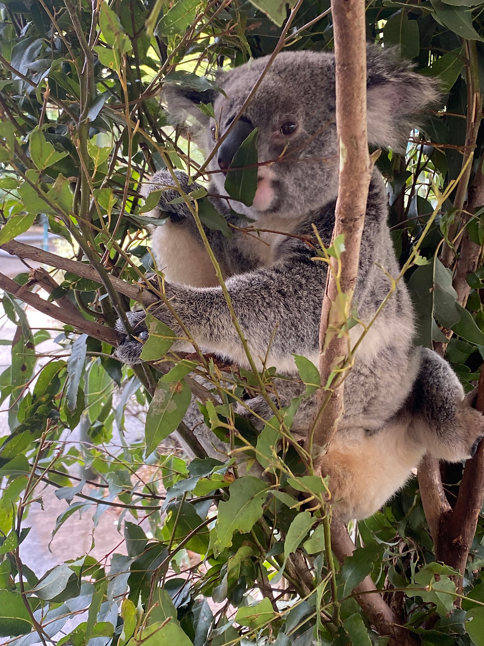 IS AUSTRALIA ZOO AN ETHICAL PLACE TO VISIT? WE HEADED TO THE IRWINS