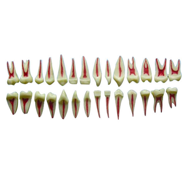 28 Teeth Isolated Tooth Model Dental Teeth Simple Root Teeth Model for Students