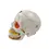 Thumbnail: Human Skull Reconstructed Model(divided in to 10 Parts