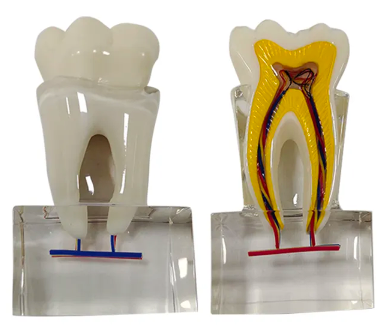 Decomposition Model Dentalshop Com decomposition-model-dentalshop-com