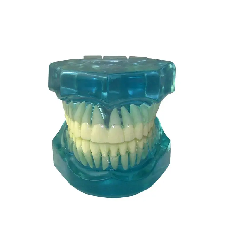 DS-7002 Completely Transparent Model Standard Adult Teeth