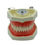 Thumbnail: Root Canal Filling Model