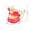 Thumbnail: Dental Implant Teeth Model Ortho Implant Practice Model with Concellous Bone