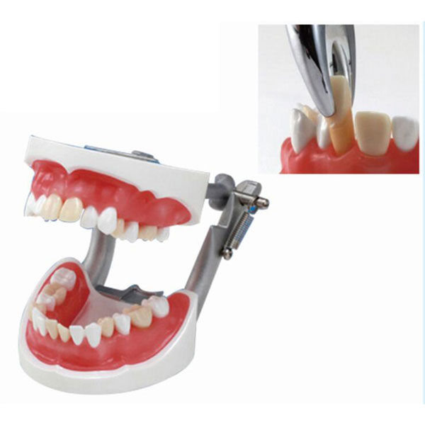 Extraction Training Model