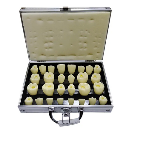 Pulp Opening Positioning Model | Dentalshop Com