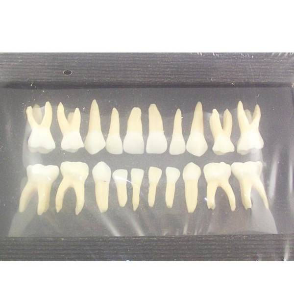 Primary Teeth Single Color