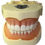 Thumbnail: Learning Resources standard dental Tooth Model