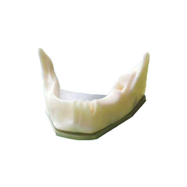 Anatomically Shaped Bone Mandible for Implant Placement Practice