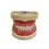 Thumbnail: DS-A6 Standard Tooth Model (Soft gum 32 Teeth)