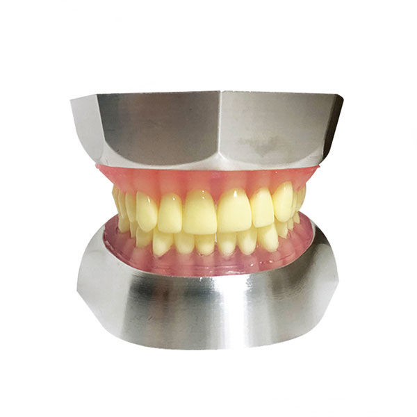 Resin Tooth Extraction Model ( 32pcs Teeth Only)