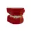Thumbnail: DS-S12A Dentural Development Model A (3-6 Years Old)