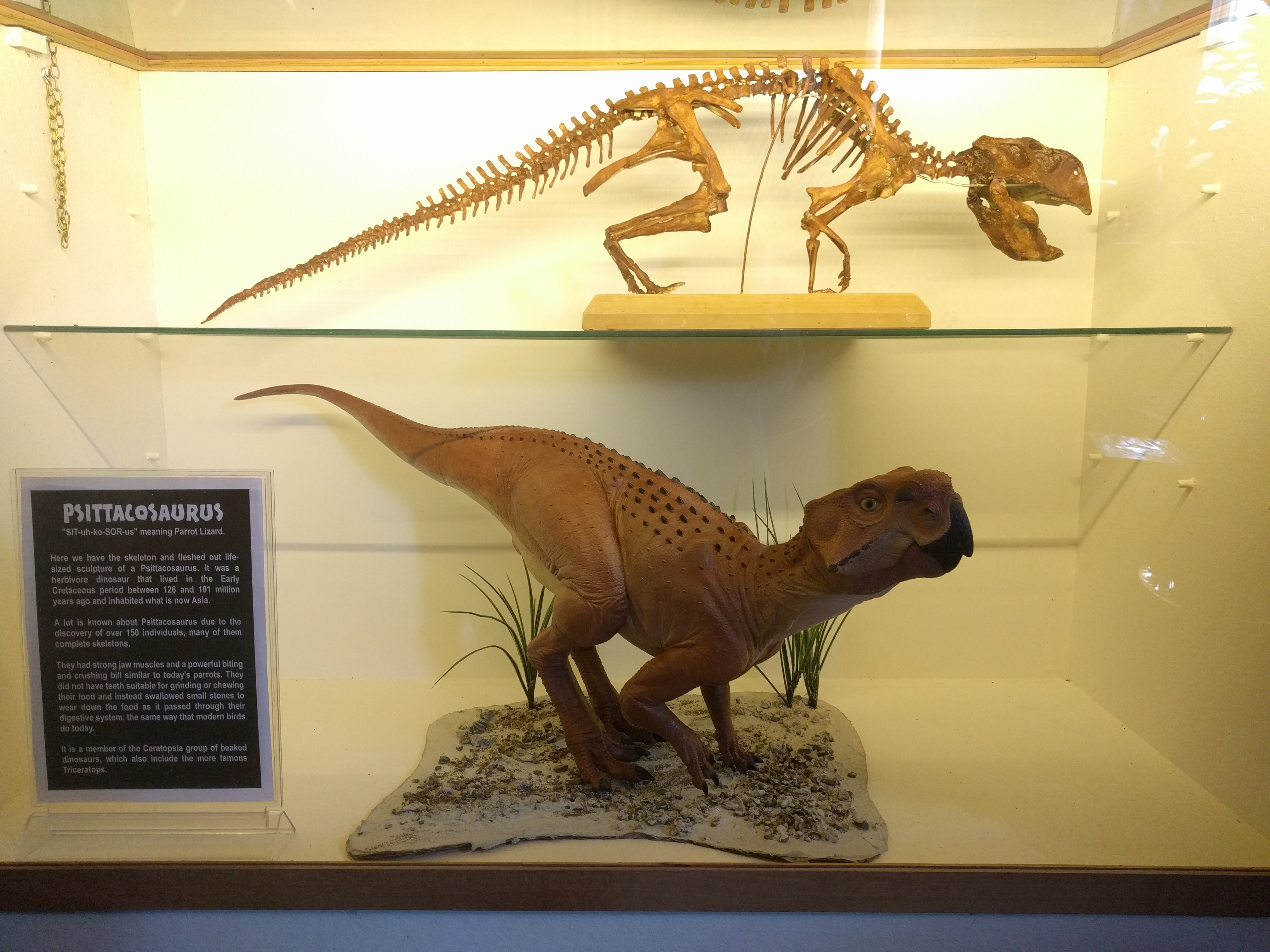 Dinosaur house Raetihi Ruapehu