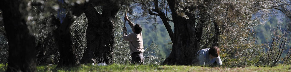 Thumbnail: 0.2 Cretan Olive Mill Extra Virgin Olive Oil 250ml / 500ml