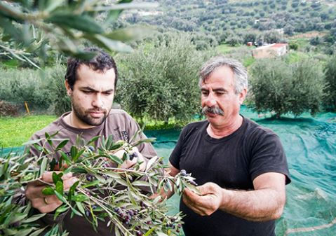 Thumbnail: 0.2 Cretan Olive Mill Extra Virgin Olive Oil 250ml / 500ml