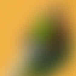 un kiwi pelé par la lame du rasoir comme un testicule d'homme