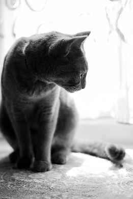 Gatto grigio seduto di profilo in bianco e nero