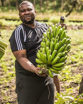 Un régime de banane.jpg