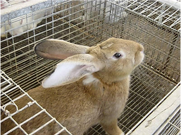 Lapin.png