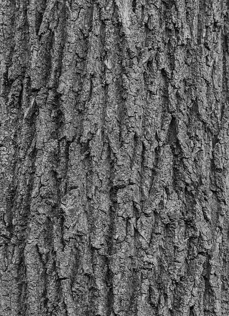 Tree Background_edited.jpg