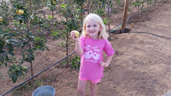 Lovely young lady picking apples!