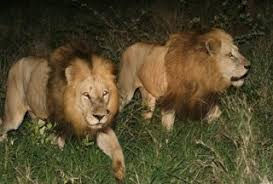 Rest Amid the Prowling