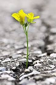 Truth is Springing Forth