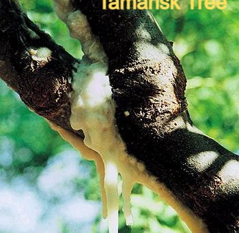 Faith to Plant a Tamarisk Tree
