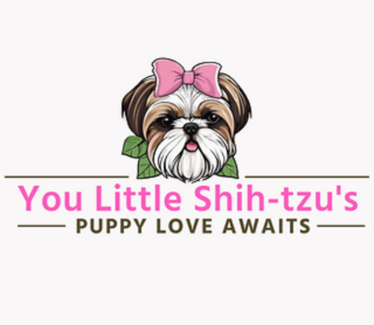 Writer: You Little Shih-tzu’s