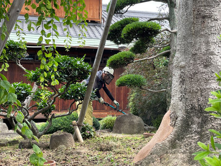 【植木剪定】大阪府豊中市 個人邸宅様 庭木剪定 【ツツジ剪定】【除草】【消毒】