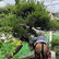 大阪府豊能町　庭木伐採・ツバキ移植造園工事【大阪府豊能町】【移植】【伐採】