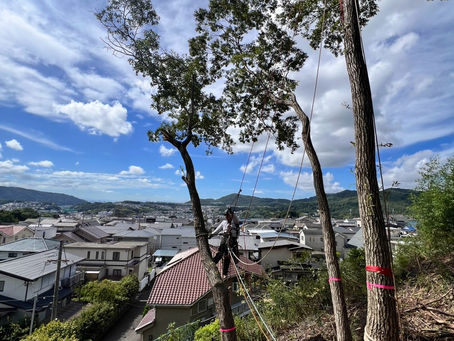 兵庫県川西市　法面特殊伐採