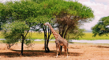 Viaje de prospección a Tanzania. PouTravel es una agencia de viajes de lujo 100% a medida. Llámanos al 93 414 16 06. Expertos en lunas de miel y viaje de novios, safaris en privado organizados por África, viajes orgaizados en familia. Más de 10 años de experiencia en el sector del turismo de lujo. Experiencias únicas por todo el mundo. Asistencia 24h en viajes. Asesoramiento personalizado. Organizamos viajes a medida. Trato VIP. El viaje de tus sueños hecho realidad. Oficinas en Barcelona y Gerona. Trabajamos por todo España. 