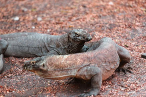 Viaje organizado a Indonesia. PouTravel agencia de viajes 100% a medida. Contáctanos al 93 414 16 06. Conocemos los destinos en primera persona. Descubre los lugares más fascinantes del momento. Encuentra los destinos más exclusivos y de moda del momento. Viajes de lujo y Trato VIP. La mejor selección hotelera. Bali, Java, Borobudur y Prambanan, Islas Gili,  Komodo, Raja Ampat, Volcán Bromo, The Oberoi Lombok, Alila Purnama, Six Senses Uluwatu, Bawah Private Island, Four Seasons Bali, Amankila.