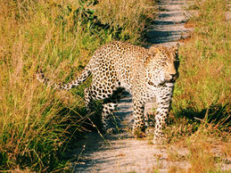 Viaje de prospección a Sudáfrica. PouTravel es una agencia de viajes de lujo 100% a medida. Llámanos al 93 414 16 06. Expertos en lunas de miel y viaje de novios, safaris en privado organizados por África, viajes orgaizados en familia. Más de 10 años de experiencia en el sector del turismo de lujo. Experiencias únicas por todo el mundo. Asistencia 24h en viajes. Asesoramiento personalizado. Organizamos viajes a medida. Trato VIP. El viaje de tus sueños hecho realidad. Oficinas en Barcelona y Gerona. Trabajamos por todo España. 