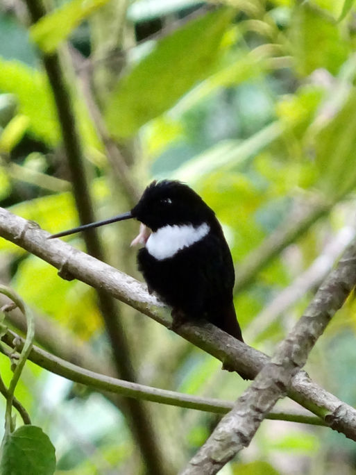Viaje de prospección a Colombia. Experiencia de Gorillas.  PouTravel es una agencia de viajes de lujo 100% a medida. Llámanos al 93 414 16 06. Expertos en lunas de miel y viaje de novios, safaris en privado organizados por África, viajes orgaizados en familia. Más de 10 años de experiencia en el sector del turismo de lujo. Experiencias únicas por todo el mundo. Asistencia 24h en viajes. Asesoramiento personalizado. Organizamos viajes a medida. Trato VIP. El viaje de tus sueños hecho realidad. Oficinas en Barcelona y Gerona. Trabajamos por todo España. 