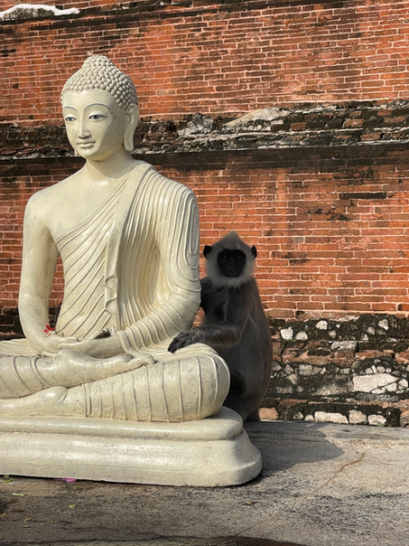 Viaje de prospección a Sri Lanka. PouTravel es una agencia de viajes de lujo 100% a medida. Llámanos al 93 414 16 06. Expertos en lunas de miel y viaje de novios, safaris en privado organizados por África, viajes orgaizados en familia. Más de 10 años de experiencia en el sector del turismo de lujo. Experiencias únicas por todo el mundo. Asistencia 24h en viajes. Asesoramiento personalizado. Organizamos viajes a medida. Trato VIP. El viaje de tus sueños hecho realidad. Oficinas en Barcelona y Gerona. Trabajamos por todo España. 