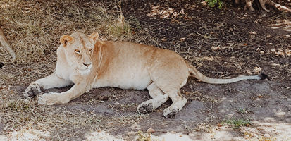 Viaje de prospección a Tanzania. PouTravel es una agencia de viajes de lujo 100% a medida. Llámanos al 93 414 16 06. Expertos en lunas de miel y viaje de novios, safaris en privado organizados por África, viajes orgaizados en familia. Más de 10 años de experiencia en el sector del turismo de lujo. Experiencias únicas por todo el mundo. Asistencia 24h en viajes. Asesoramiento personalizado. Organizamos viajes a medida. Trato VIP. El viaje de tus sueños hecho realidad. Oficinas en Barcelona y Gerona. Trabajamos por todo España. 