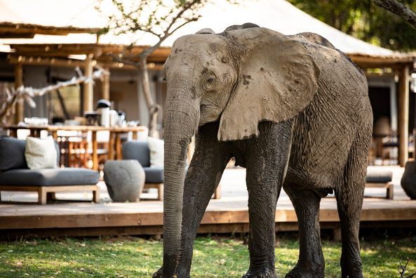 Viaje organizado a Zimbabwe. PouTravel agencia de viajes 100% a medida. Contáctanos al 93 414 16 06. Conocemos los destinos en primera persona. Descubre los lugares más fascinantes del momento. Encuentra los destinos más exclusivos y de moda del momento. Viajes de lujo y Trato VIP. La mejor selección hotelera. Cataratas Victoria Zimbabwe, Safaris Zimbaue Hwange Parque Nacional, Mana Pools, Singita Pamushana Lodge, The Elephant Camp, Amalinda Lodge