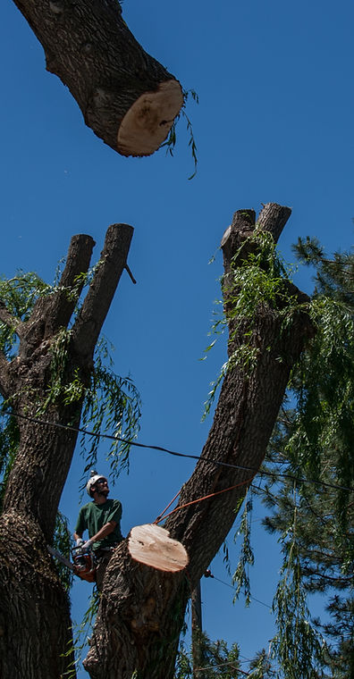 tree service salt lake area