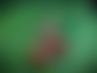 Caracoles luego de la lluvia...